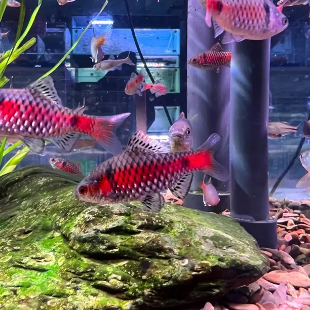 原生鱼钻石彩虹鲫5厘米左右发色好10条包邮