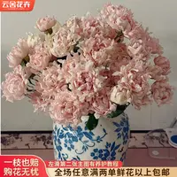 【云舍花卉】【苏芬】多头玫瑰 全场任意满两单及以上鲜花包邮