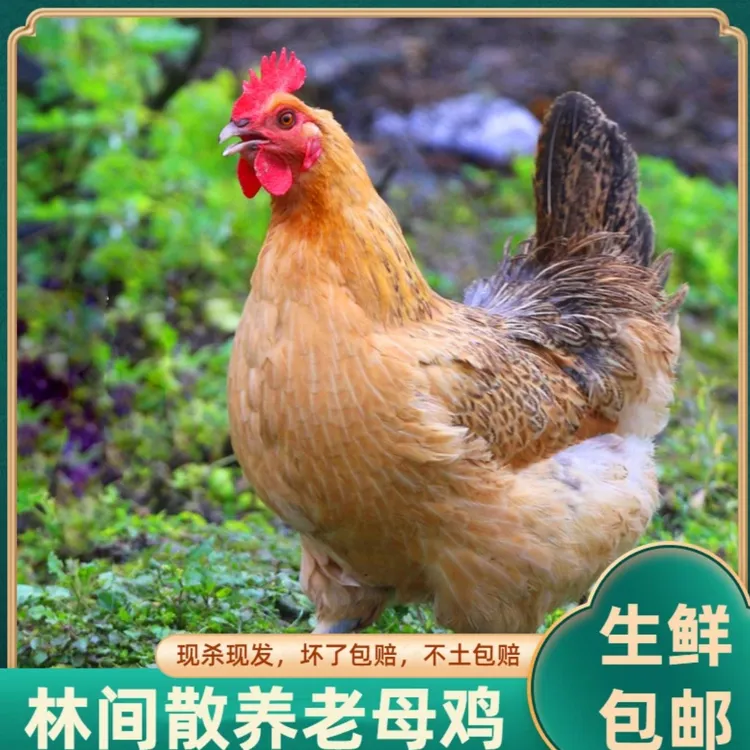 户外山鸡林下生态散养整鸡黄油老母鸡黑脚母鸡不带内脏冷链发货