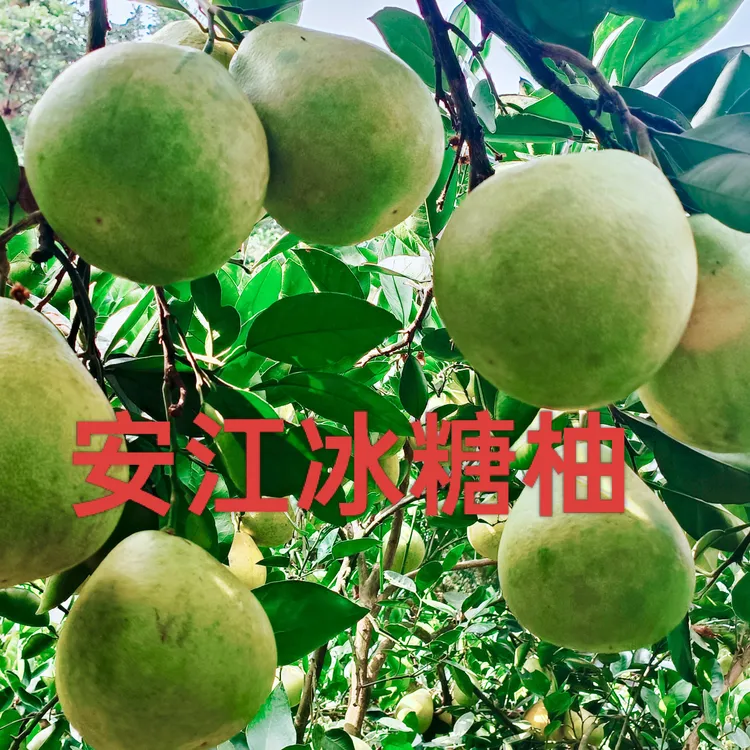 怀化安江雪峰老树冰糖柚小土柚小苦柚子微苦回甘自家果园采摘