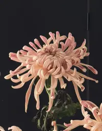 超A级维也纳大菊云南昆明基地直发高品质高端瓶插花花期长