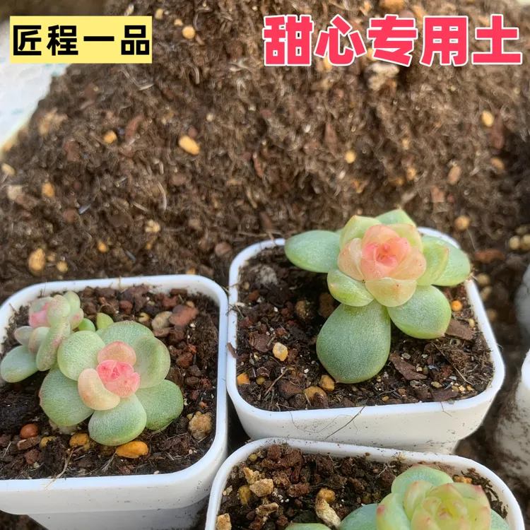 匠程-甜心专用土内含软质颗粒严格精控配比5斤