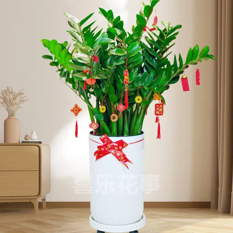 超值-3A级含盆1.1-1.3米大型绿植金钱树盆栽室内客厅绿植耐旱植物