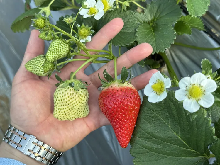 （定）66品种-66草莓-育苗小工具