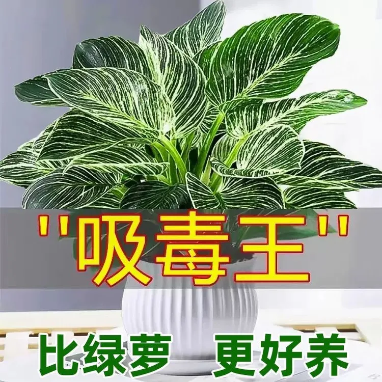 铂金钻盆栽蔓绿绒绿萝水培吸甲醛易养花卉装饰室内绿植除甲醛植物
