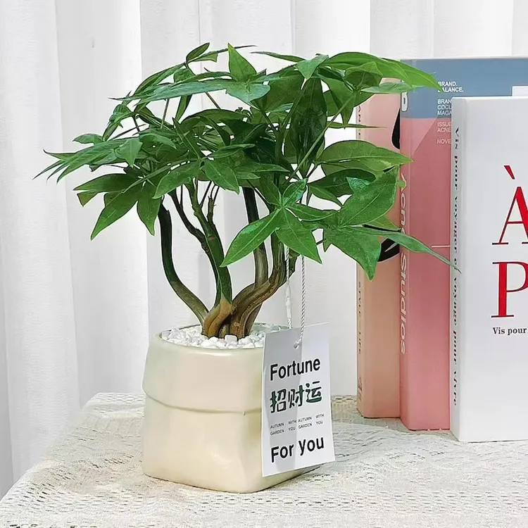 造型五福奇趣发财树室内招财植物开业绿植办公室茶台耐阴耐干植物