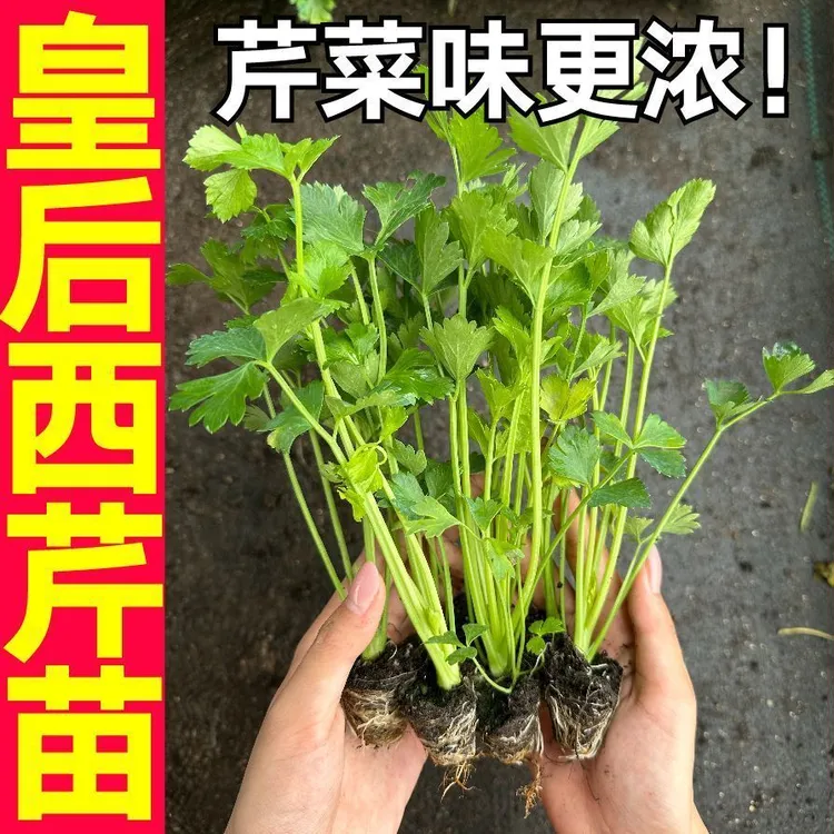 （寿光直发）芹菜苗西芹寿光苗场直发芹菜苗批发蔬菜苗四季易活生长
