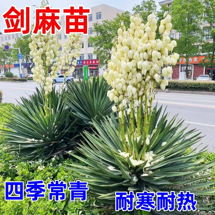 剑麻苗丝兰凤尾兰苗庭院种植四季常青耐寒植物工程绿化苗剑麻小苗