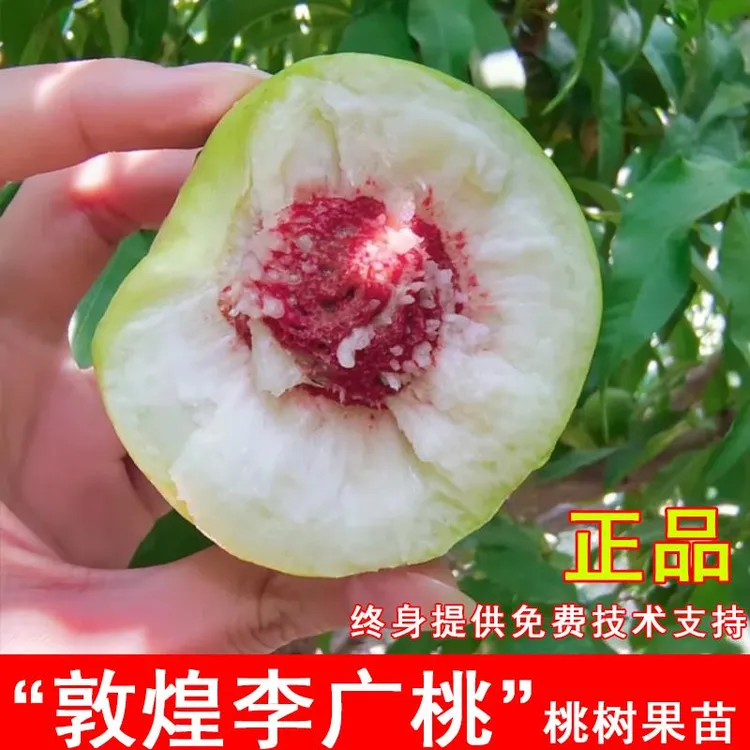 敦煌李广桃树苗脆甜大青皮桃苗胭脂桃油桃苗南方北方种植当年结果