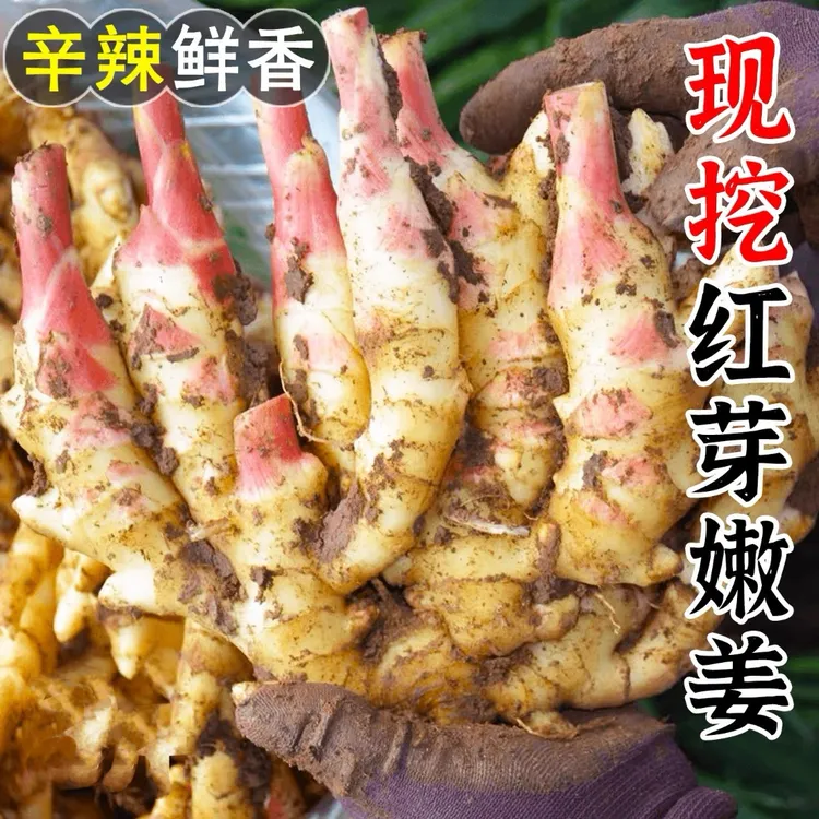 【顺丰包邮】山东新鲜嫩姜生姜大仔姜子姜农家自种现挖红芽姜胖仔姜