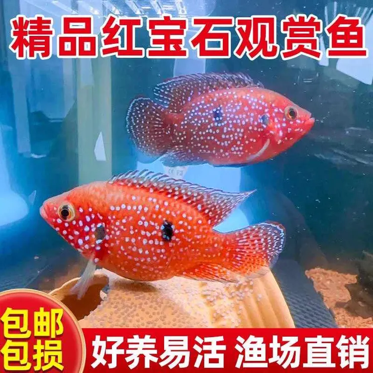 网红血钻红宝石鱼招财红色热带鱼活体三湖慈鲷马鲷鱼观赏鱼