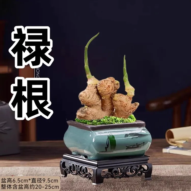 禄根盆栽客厅办公室内灵草绿植生姜芽苗好寓意节节高一桶姜山盆景