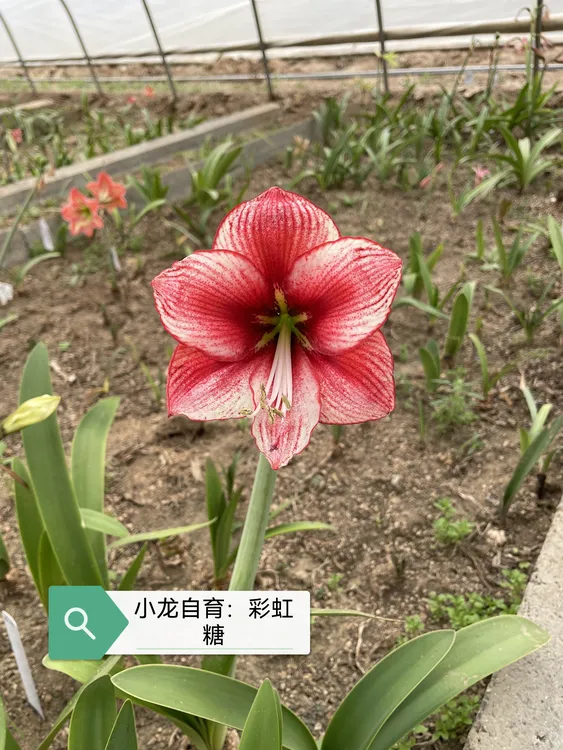 小龙自育朱顶红切球繁殖单瓣重瓣室内盆栽品种多样