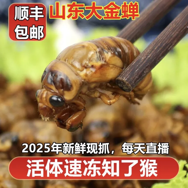 新鲜山东金蝉知了猴活体速冻营养美味高蛋白顺丰包邮