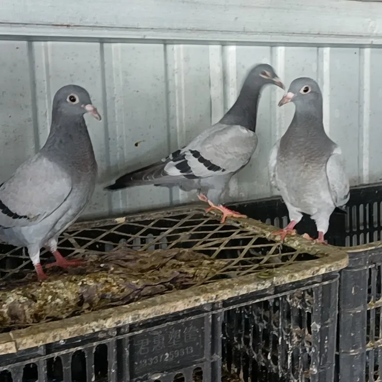 土鸽子现杀现发三只装顺丰包邮