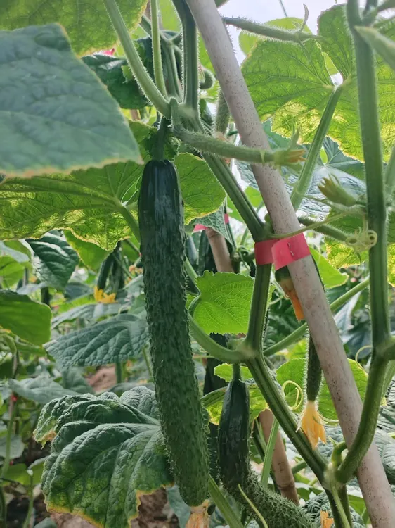 顺丰包邮河南露天长黄瓜薄皮绿心农家自种现摘现发