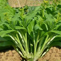 【全店满5元包邮】多子多福甜菜心种子多心白菜苔种籽连州青菜籽农