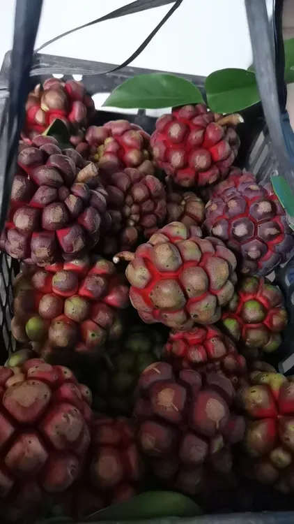 新鲜黑老虎水果小果布福娜恶魔果罕见稀有当季水果小果包邮