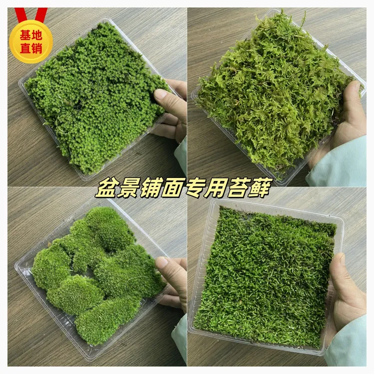 盒装家庭园艺绿植苔藓庭院鲜活微景观造景植物盆景养花苔藓微景观