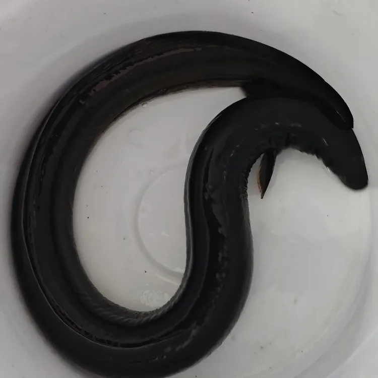 蟃鱼专属程业水产