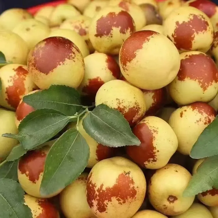 【生态种植】阜宁生态有机冬枣 5斤装 新鲜水果现摘现发 脆甜多汁