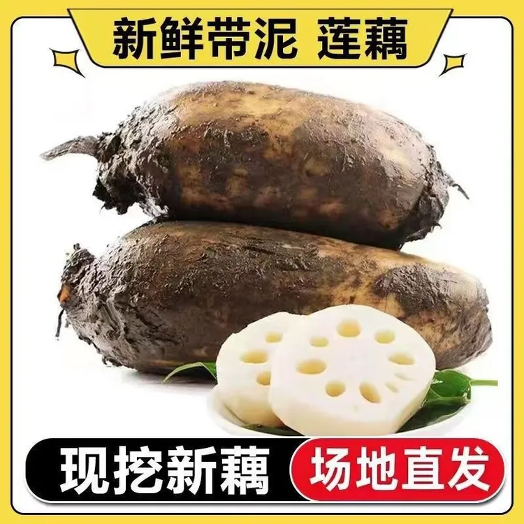 湖北监利特产新鲜莲藕脆藕九孔莲藕正宗现挖现发