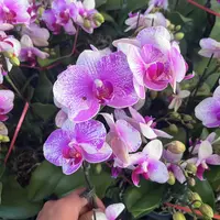 蝴蝶兰【丽莎】双花剑 新手好养 懒人花花 广州源头基地直发