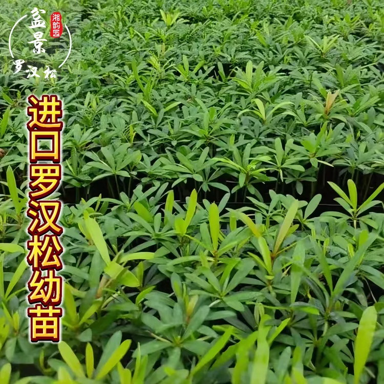 基地直销日本进口罗汉松幼苗四季常青客厅阳台绿植盆栽别墅庭院种