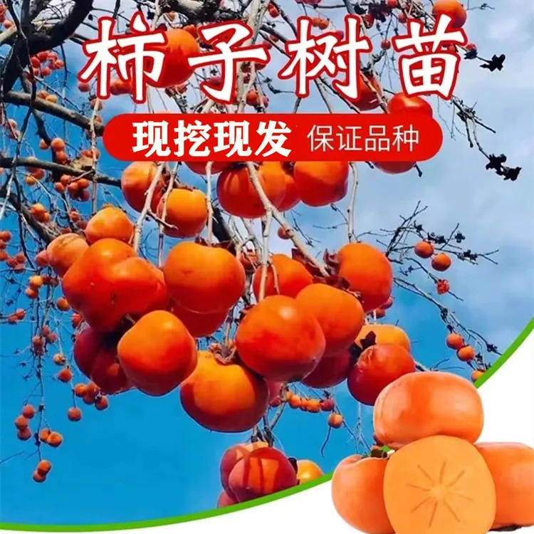 柿子树苗大苗正宗脆甜柿子无籽不脱涩 南北方种植