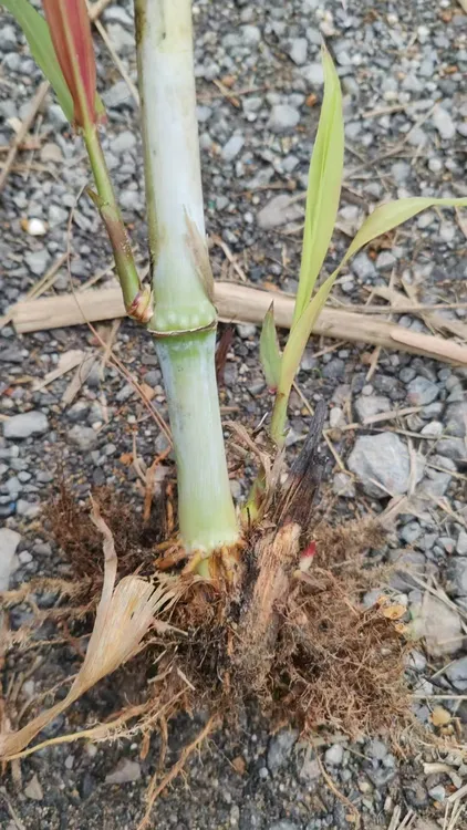 老草兜种苗 无绒毛甜象草金牧粮草巴西红象草多年生高产牧草耐寒