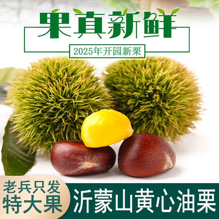 2025沂蒙山黄心油栗子出口级别精选好果树毛栗子新鲜板栗粉面香甜