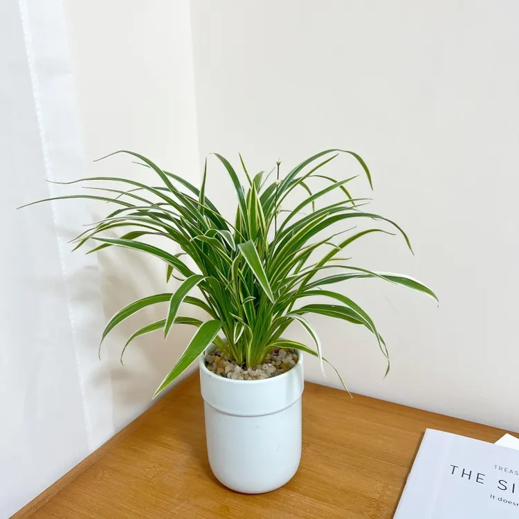 【喜半阴】金边吊兰植物室外内盆栽桌面办公室绿植净化空气长青好养