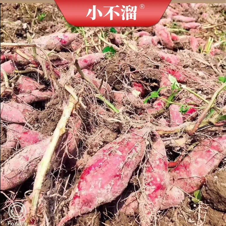 【小不溜】临安天目山小香薯5斤装50-70个/18-35个/10-15个粉糯香甜