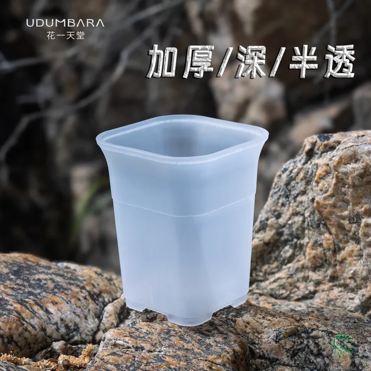 花一天堂加厚半透方口高腰多肉万象盆塑料多规格花盆仙人球块根盆