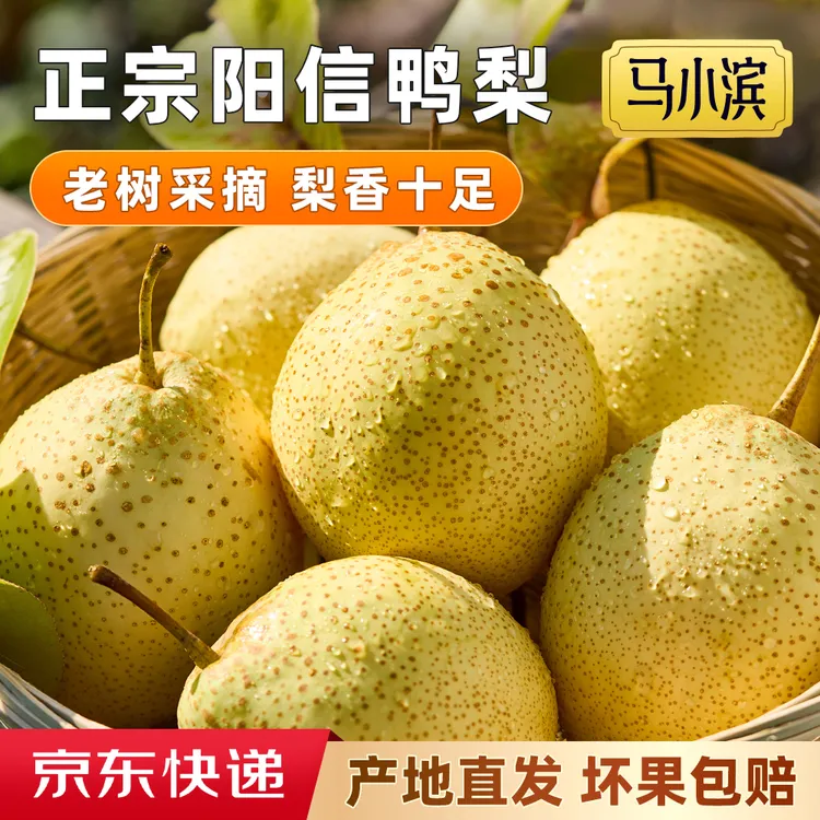 京东包邮【百年老树鸭梨】正宗山东阳信鸭梨雪梨酥脆多汁皮薄核小中秋送礼