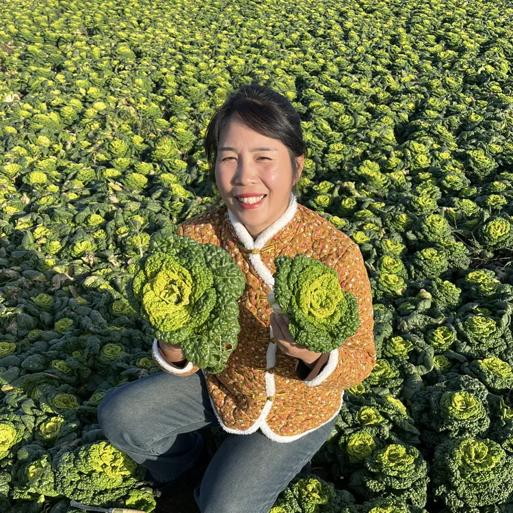河南新鲜精品黄心乌塌菜黄心菜泡泡菜口感软糯香甜