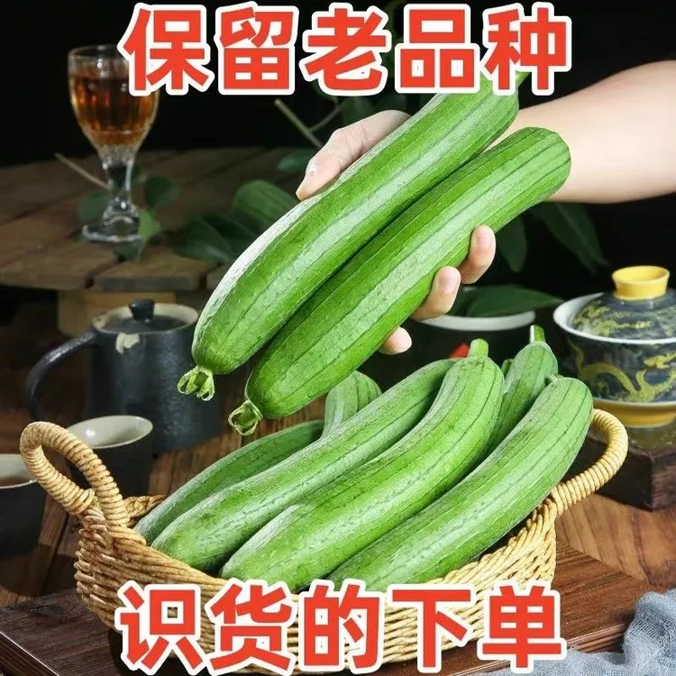 现摘新鲜奶油丝瓜贵州高山农家露天自种蔬菜丝瓜炒鸡蛋