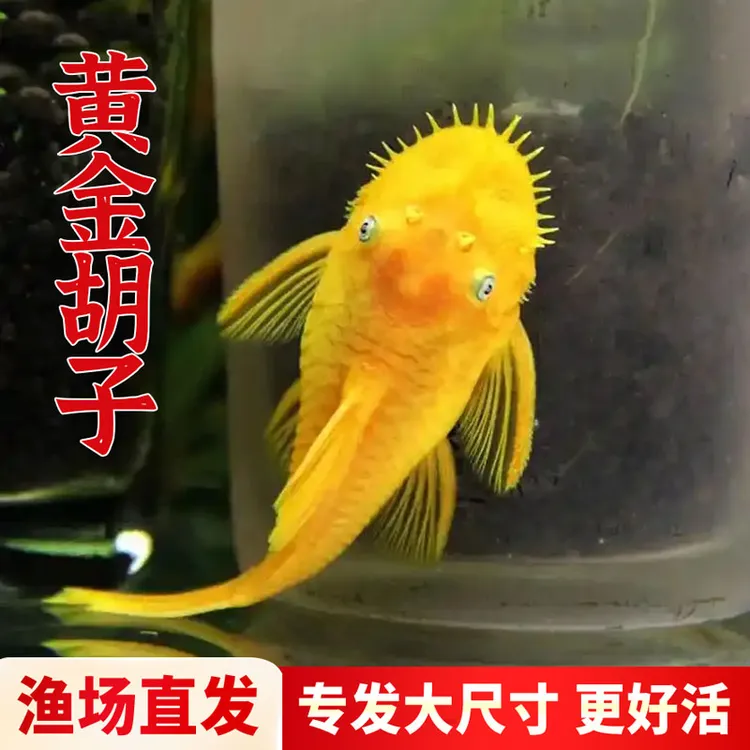 观赏鱼热带清洁鱼黄金胡子活活鱼工具鱼除藻清理鱼缸水族养殖