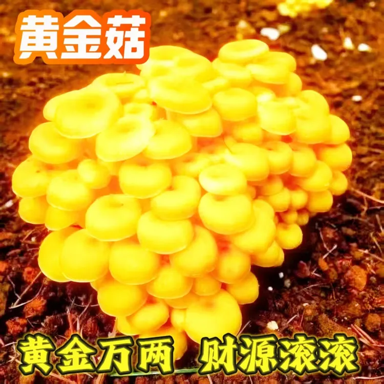 榆黄蘑黄金菇菌包招财菇家庭种植新鲜健康鸡油菌1300克工厂直发