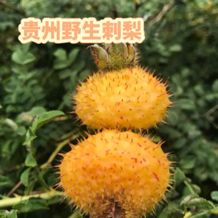 贵州高山野生刺梨鲜果可榨汁泡茶泡酒现摘新鲜刺梨VC