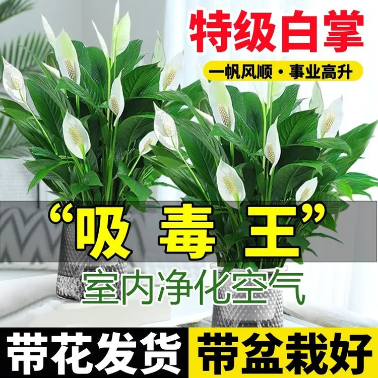 一帆风顺年宵花卉绿植物盆栽水培白掌室内客厅摆放耐寒冷净化空气