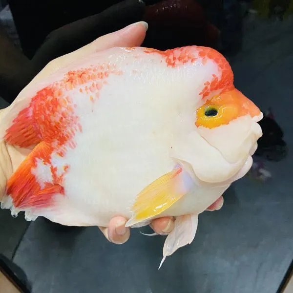 财神鱼鹦鹉鱼热带鱼观赏鱼热水观赏鱼苗活体好养耐活招财鱼