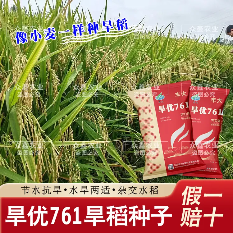 节水抗旱稻原装旱稻水稻种子旱优761水旱两用节水抗旱稻