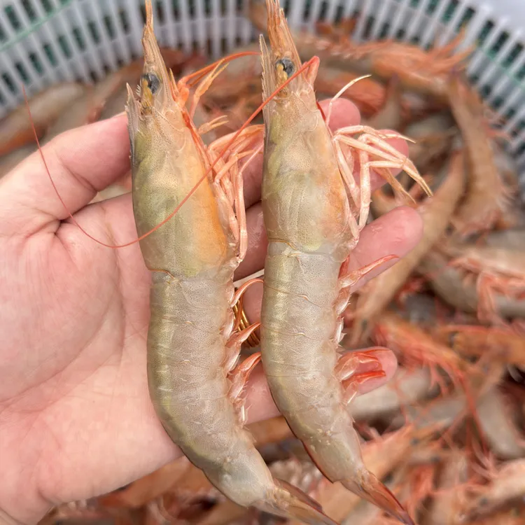 锁鲜优质大虾 沙芦虾（麻虾）带膏 深海捕捞 流水解冻