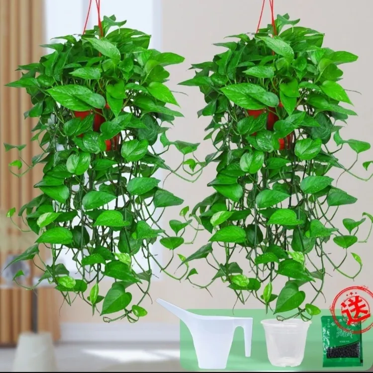 室内绿萝盆栽植物大叶长藤垂吊大盆批发水培绿植花卉客厅净化空气