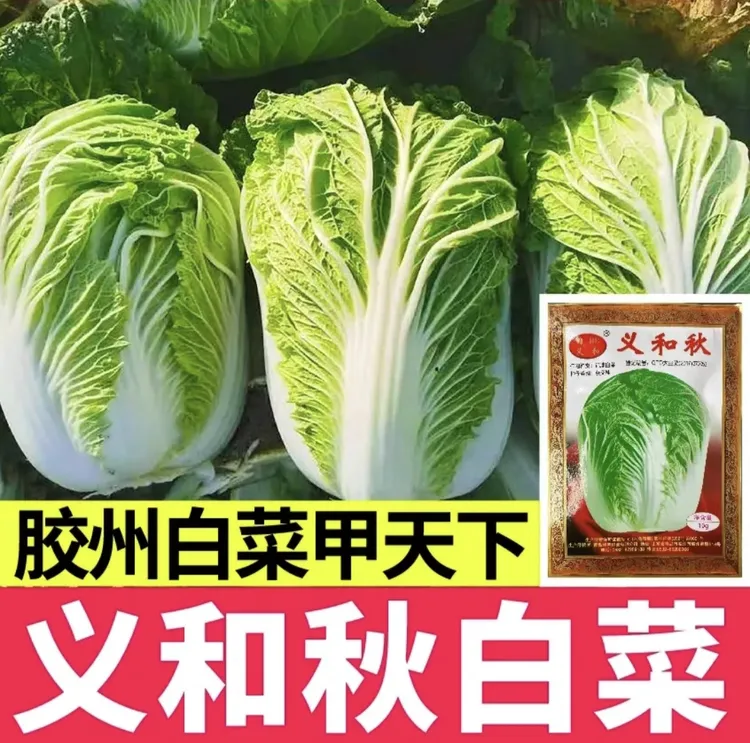 好品质山东胶州大白菜种子 大小/义和秋高产抗病蔬菜种子冬储秋季