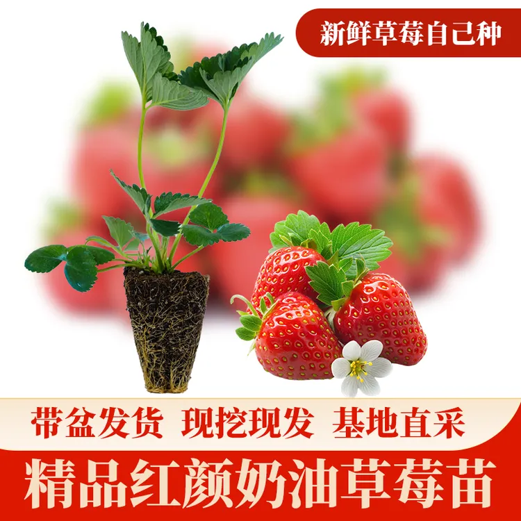 【现挖现发】草莓秧苗红颜草莓苗盆栽家庭阳台种植奶油红颜地栽苗