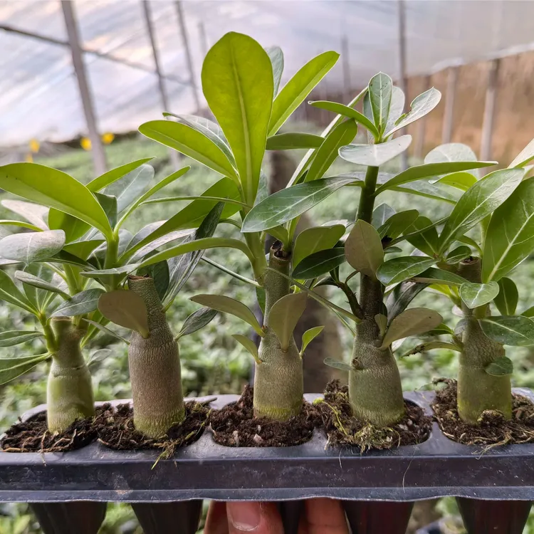 沙漠玫瑰小苗5棵特价无售后喜阳耐旱好养阳台绿植庭院花卉