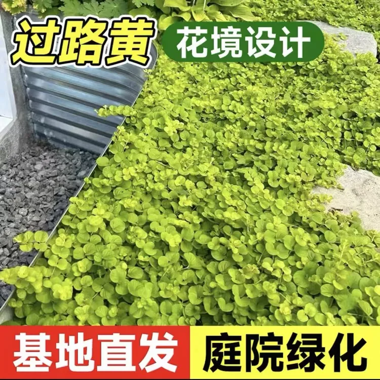 花小二过路黄多年生地被矮生植物花园庭院花坛垂吊边缘观叶常绿