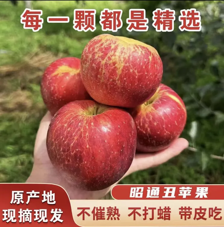 正宗云南昭通甜蜜苹果新鲜水果现摘现发冰糖心丑苹果5斤10斤